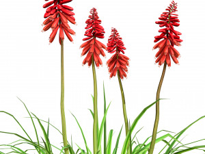 Red Hot Poker Striking Flowers Modelo 3D