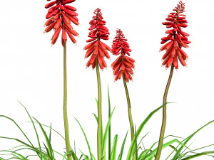 Red Hot Poker Striking Flowers 3D Model