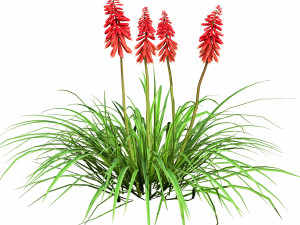Red Hot Poker Striking Flowers Modelo 3D