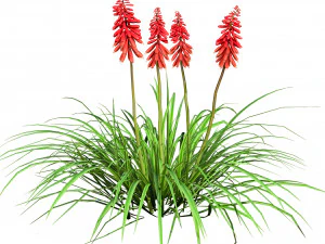 Red Hot Poker Striking Flowers 3D Model