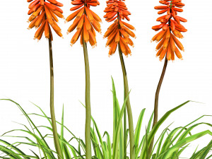 Red Hot Poker Striking Flowers Modelo 3D
