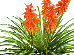 Red Hot Poker Striking Flowers Modelo 3D