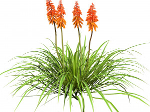 Red Hot Poker Striking Flowers Modelo 3D