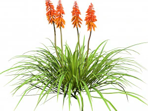 Red Hot Poker Striking Flowers 3D Model