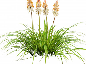 Red Hot Poker Striking Flowers Modelo 3D