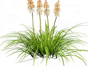 Red Hot Poker Striking Flowers 3D Model