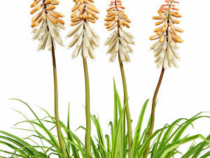 Red Hot Poker Striking Flowers Modelo 3D