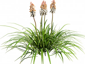Red Hot Poker Striking Flowers Modelo 3D
