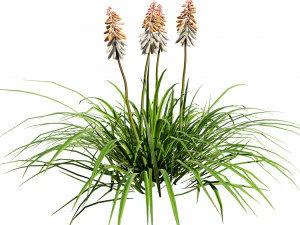 Red Hot Poker Striking Flowers 3D Model