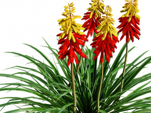 Red Hot Poker Striking Flowers Modelo 3D