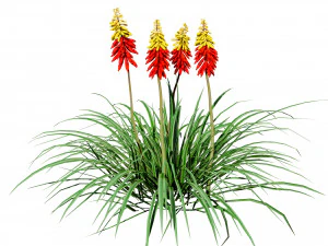 Red Hot Poker Striking Flowers 3D Model