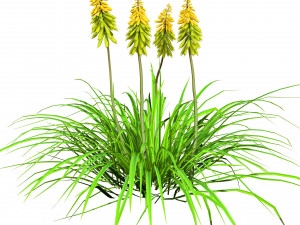 Red Hot Poker Striking Flowers Modelo 3D