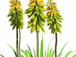 Red Hot Poker Striking Flowers Modelo 3D