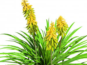 Red Hot Poker Striking Flowers 3D Model