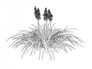 Red Hot Poker Striking Flowers 3D Model