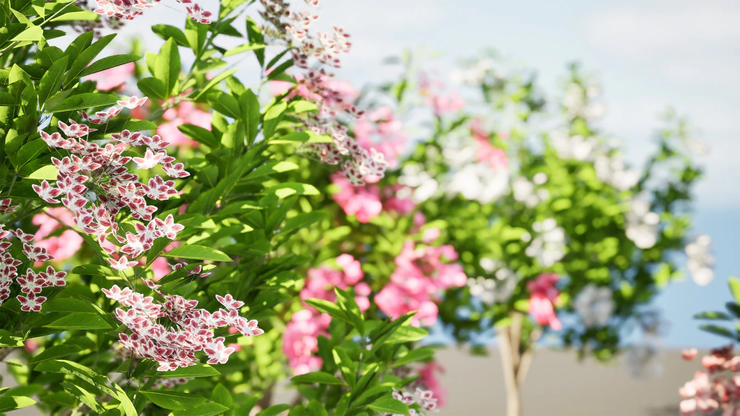 Kalmia Latifolia Flowering Bush 3D Model .c4d .max .obj .3ds .fbx .stl .blend 