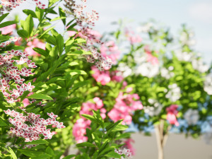 Kalmia Latifolia Flowering Bush 3D Model