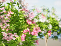 Kalmia Latifolia Flowering Bush Model 3D
