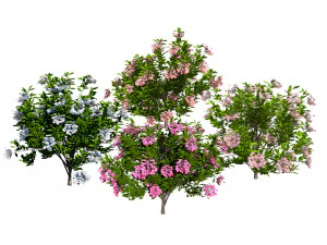 Kalmia Latifolia Flowering Bush 3D Model