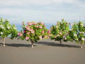 Kalmia Latifolia Flowering Bush 3D Model