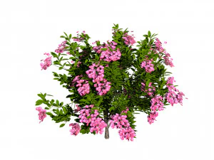 Kalmia Latifolia Flowering Bush 3D Model