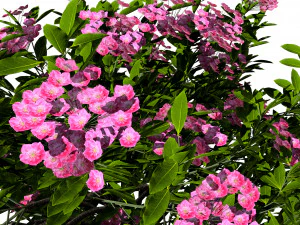 Kalmia Latifolia Flowering Bush 3D Model
