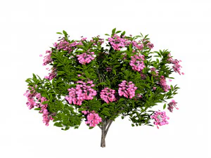 Kalmia Latifolia Flowering Bush 3D Model