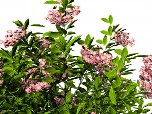 Kalmia Latifolia Flowering Bush 3D Model