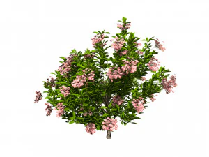 Kalmia Latifolia Flowering Bush 3D Model