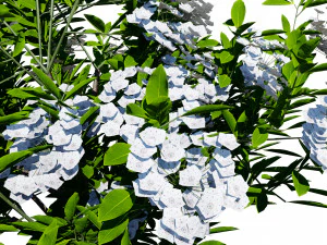 Kalmia Latifolia Flowering Bush 3D Model