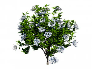 Kalmia Latifolia Flowering Bush 3D Model