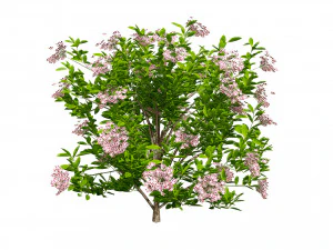 Kalmia Latifolia Flowering Bush 3D Model