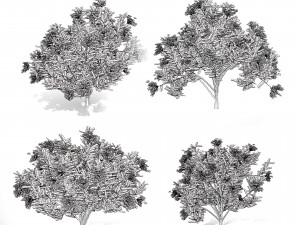 Kalmia Latifolia Flowering Bush 3D 模型