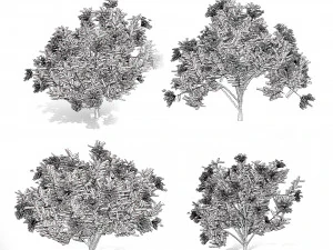 Kalmia Latifolia Flowering Bush 3D Model