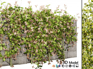 Lush Honeysuckle Garden Model 3D