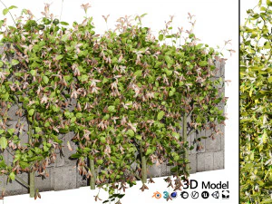 Lush Honeysuckle Garden 3D Model
