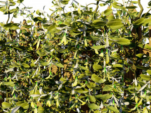 Lush Honeysuckle Garden Model 3D