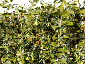 Lush Honeysuckle Garden 3D Model