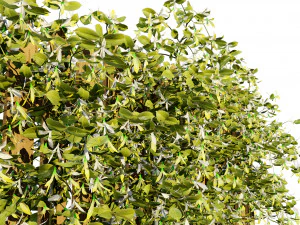 Lush Honeysuckle Garden 3D Model