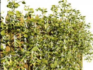 Lush Honeysuckle Garden 3D Model