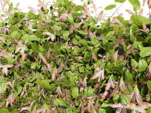 Lush Honeysuckle Garden Model 3D