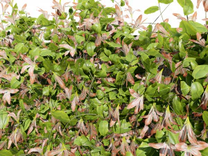 Lush Honeysuckle Garden 3D Model