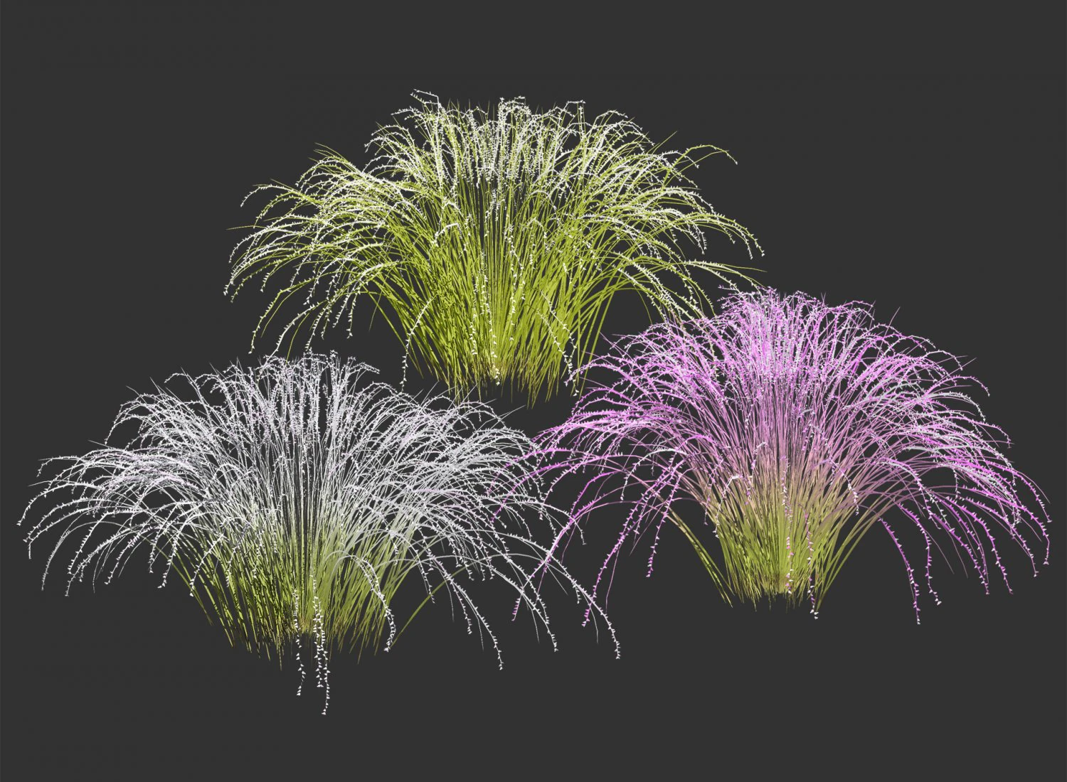 Purple Love Grass Collection 3D Model .c4d .max .obj .3ds .fbx .stl .blend 