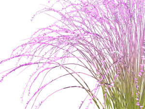 Purple Love Grass Collection 3D 모델
