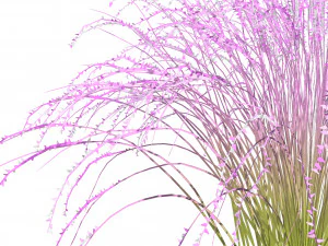 Purple Love Grass Collection 3D Model