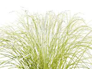 Purple Love Grass Collection 3D Model