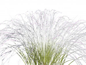 Purple Love Grass Collection 3D Model
