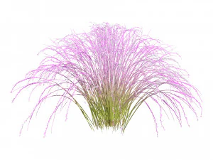 Purple Love Grass Collection 3D Model