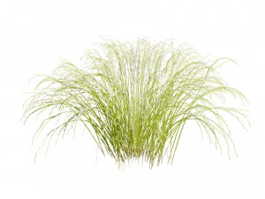 Purple Love Grass Collection 3D Model