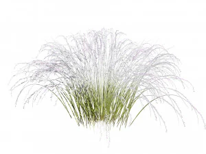 Purple Love Grass Collection 3D Model
